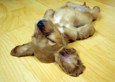 dead puppy