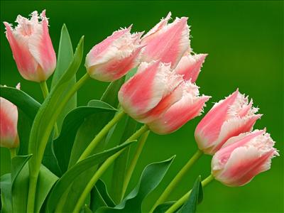 Tulip