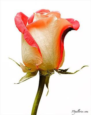 good evening