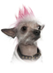 Up dog