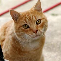 Kotek