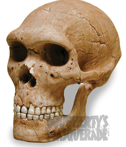 Skull