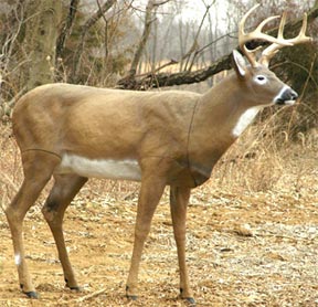a fake deer