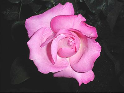 Pembe Gül