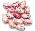 The Great Bean
