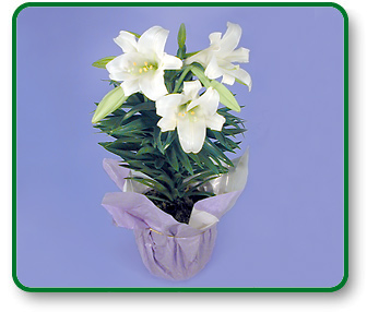 Flower One