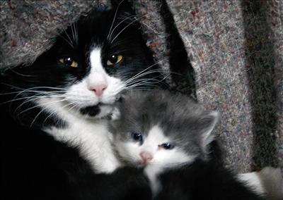 mutlu kedi