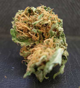 G-13