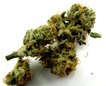 Afghani #1