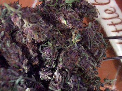 Blueberry