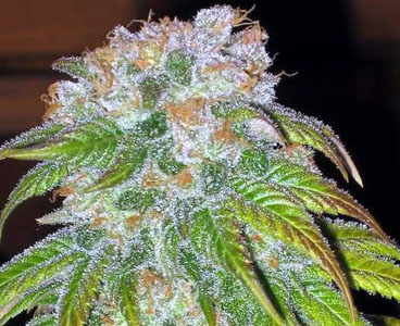 Big Bud