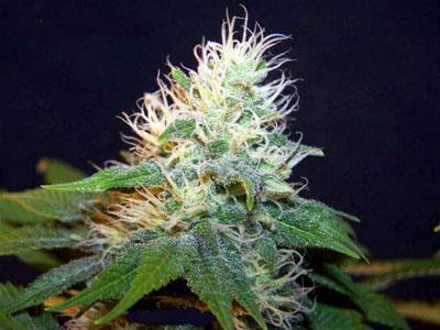 Bubblegum