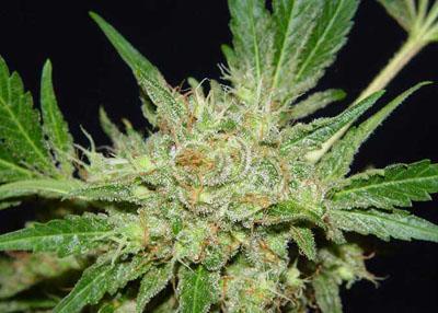 Chronic