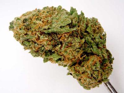 Sweet Tooth