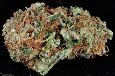 Northern Lights #5