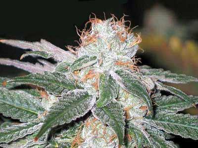 White Widow