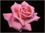 pembe gül