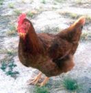 chicken