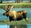 moose