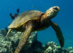 turtle