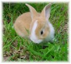 bunny