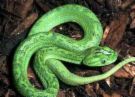 snake