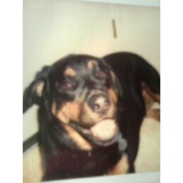 Rottie Kisses