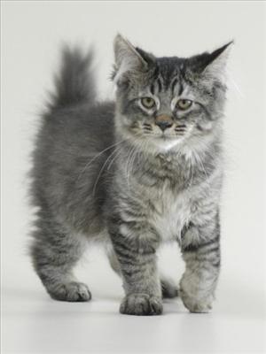 kedi
