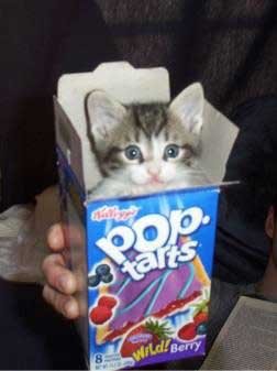 Kitten 1