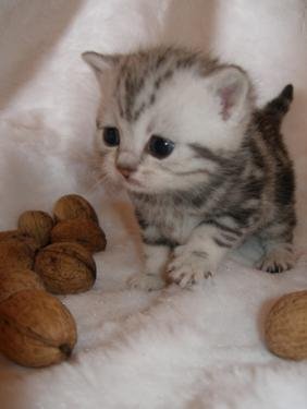 Kitten 3