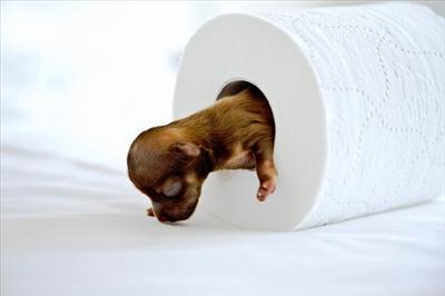 Puppy 2