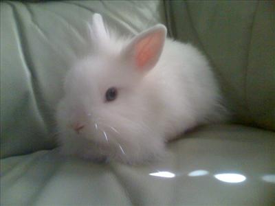 Rabbit 3