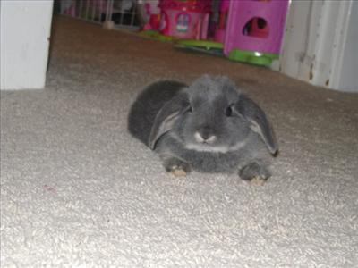 Rabbit 2