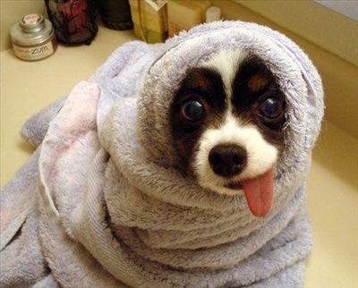 Puppy 3