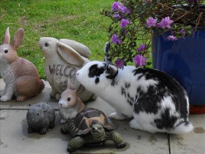 Rabbit 1