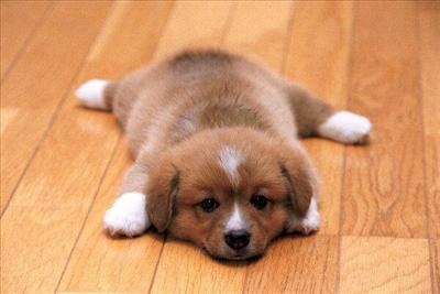 Puppy 1