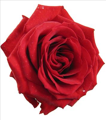 a rose bloom for your hair