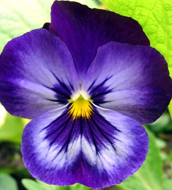 a violet for your thoughts