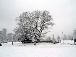 Dream by a Giant Snowy Oak