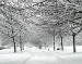 Go for a walk in the snow