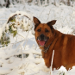 Throw snowballs for a big goofy dog!