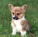 Puppy 1