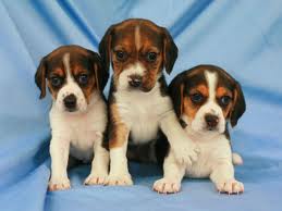 Puppy 6