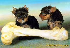 Puppy 5