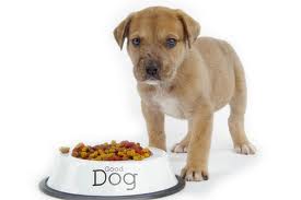 Puppy 2