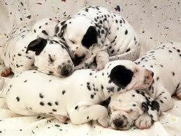 Puppy 7