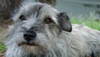 Maggie