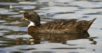 Ducky