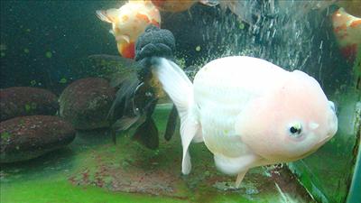 Goldfish