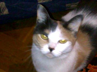 Polvazo con la gata